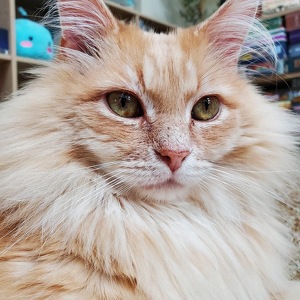 Fundraising Page: Katie Copty